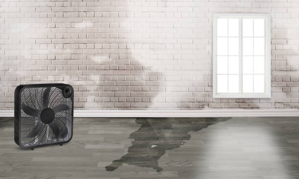 Best Water damage mitigation services  in Seeley, CA